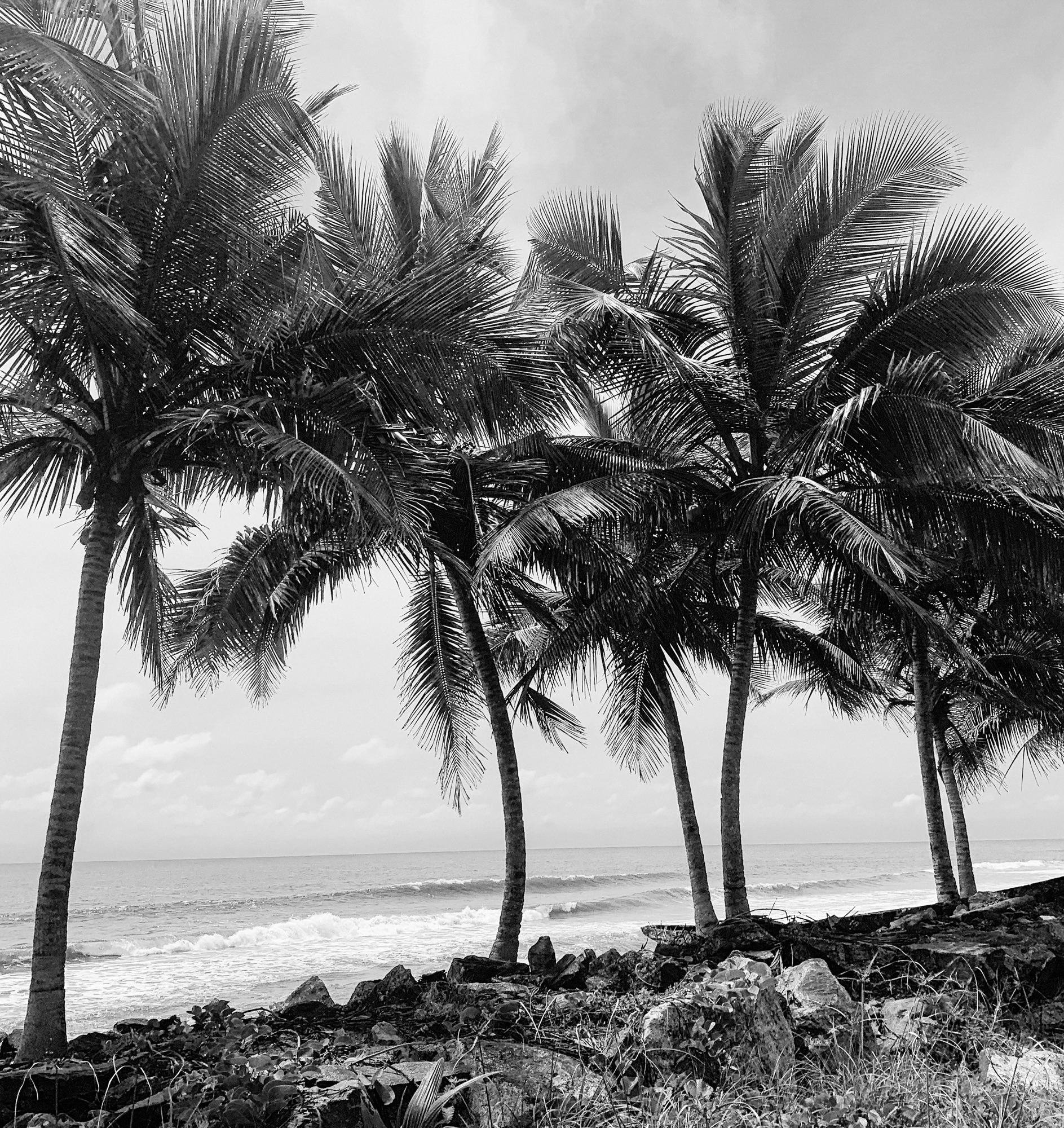 Coconut trees along a beach in grayscale