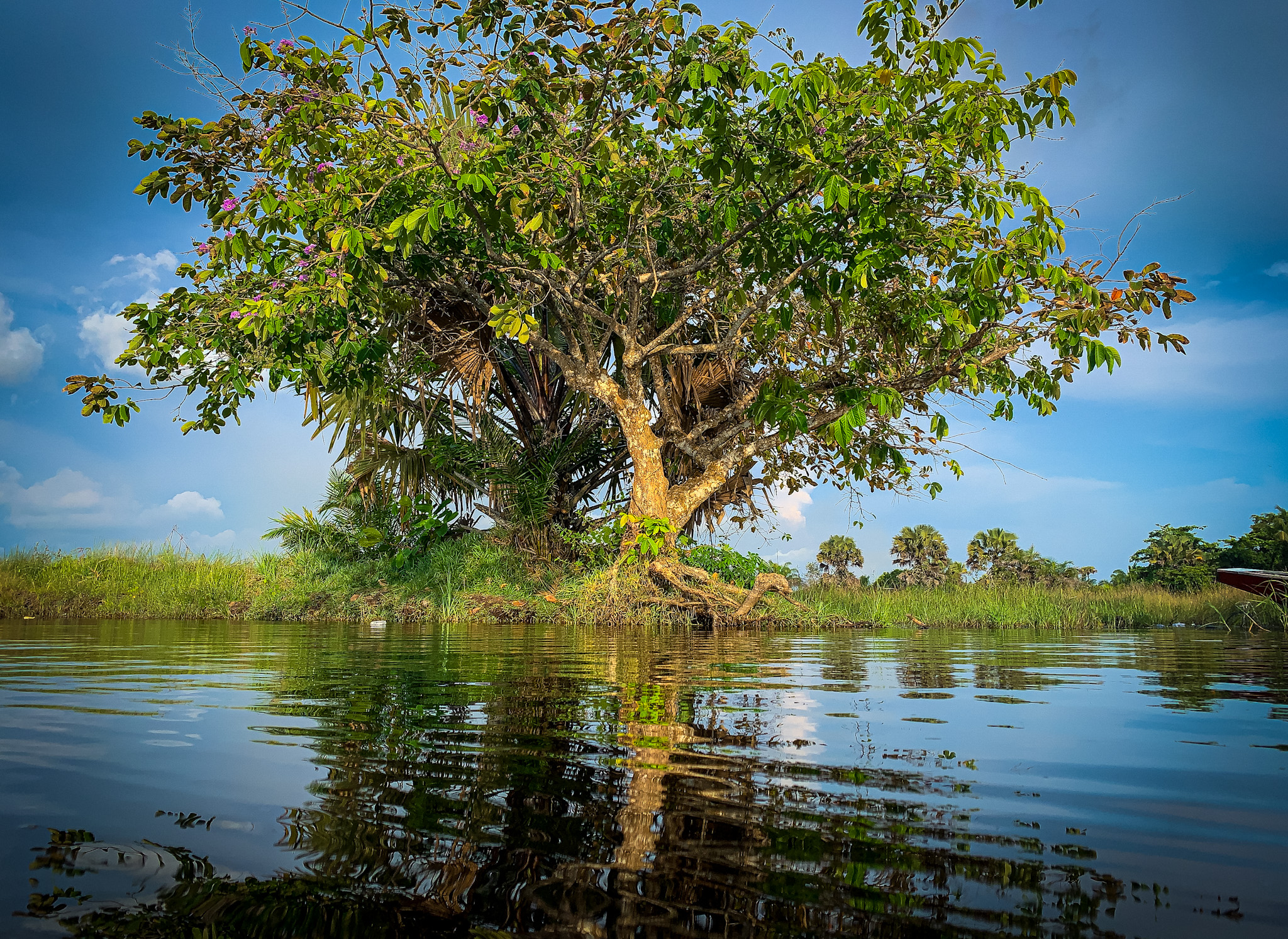 Tree at a river bank with its reflection on river